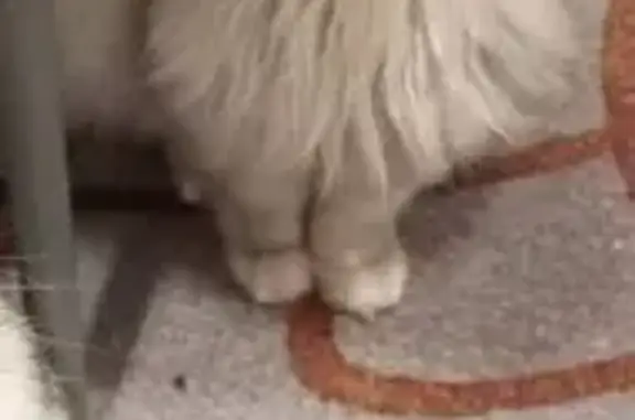 Пропал кот, Киевская улица, 2, Магнитогорск - откликается на кличку, ласковый - photo