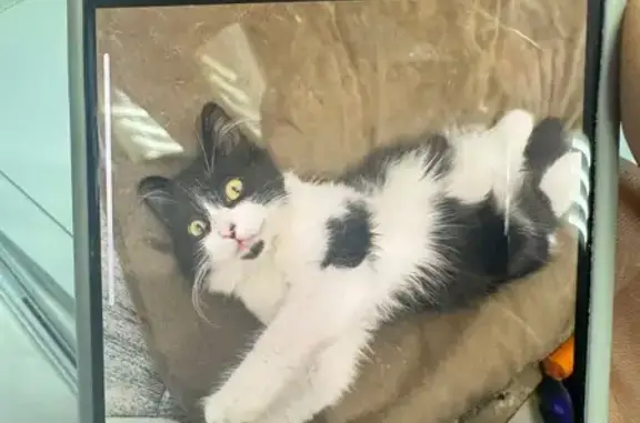 Кошки потеряшки, Ростов-на-Дону, фото: Потеряшка кошка, проспект Ленина, Ростов-на-Дону - черно-белого окраса, молодая