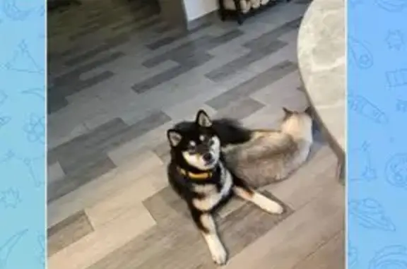 Пропала собака, Молодёжная улица, 2, Некрасовское сельское поселение - чёрно подпалая, ласковая - photo