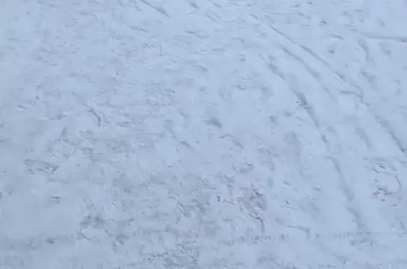 Найдена собака, Вологда, фото: Найдена собака, улица Маршала Конева, Вологда - бегает на ул. Воркутинская