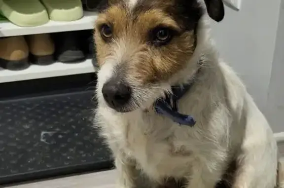 Найдена собака, Краснодар, фото: Найдена собака, мужской пол, улица Вишняковой, Краснодар - голубой мягкий ошейник