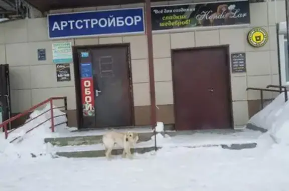 Найденные животные Бор, фото: Найдена собака, Стеклозаводское шоссе, Бор - белый лабрадор