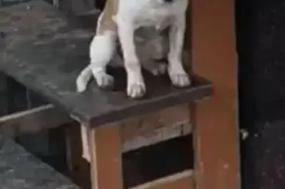 Пропала собака, улица Осипенко, городской округ Тамбов - белая с рыжими пятнами - photo