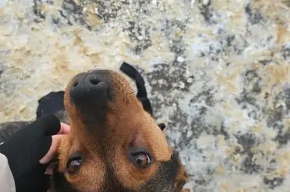 Найдена собака, Воронеж, фото: Найдена собака, Электровозная улица, Воронеж - очень ласковая