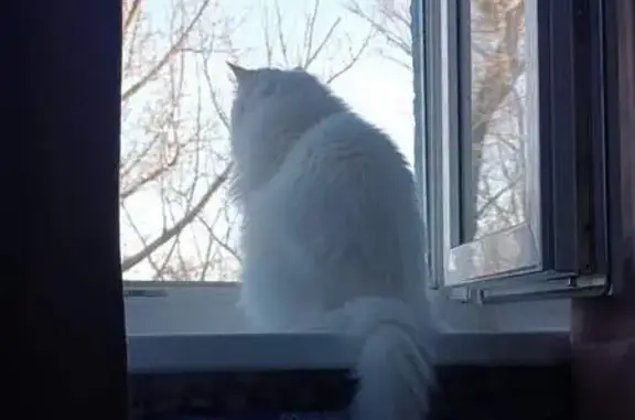 Пропала кошка, Луговая улица, 7, Омск - белоснежная, зелёные глаза - photo