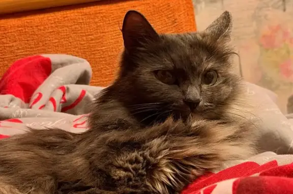 Пропала кошка, женский пол, Октябрьская улица, 10, Тотьма - пушистая с ярко-зелеными глазами - photo