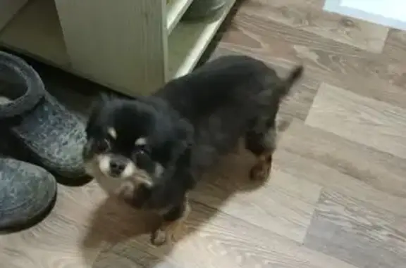 Собаки потеряшки, Поварово, фото: Потеряшка собака, женский пол, Буровая улица, 14, Поварово