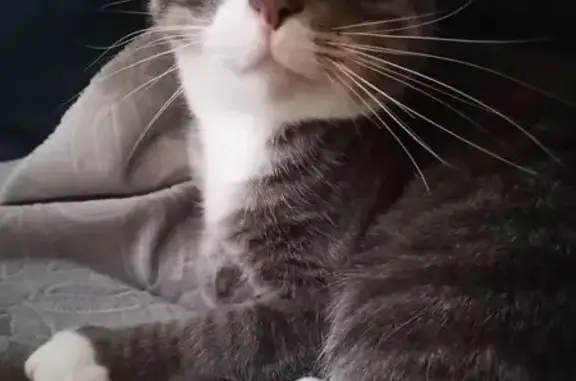 Пропал кот, улица Кутузова, Правдинск - photo