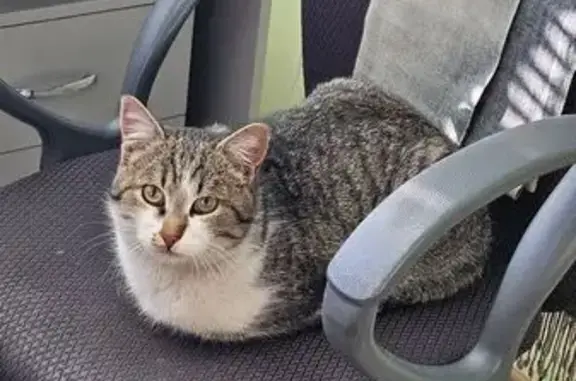 Найдена кошка, Старый Оскол, фото: Найден кот, 16 к2, Старый Оскол