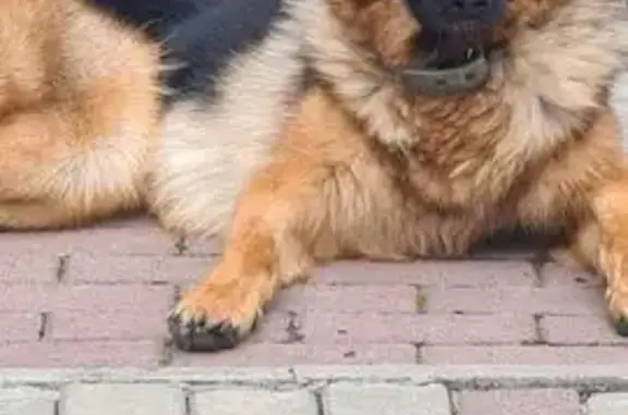 Пропала собака, Платоновская улица, Челябинск - девочка 4 года, стерилизованная - photo