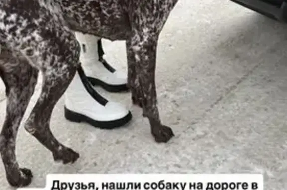 Найденные животные Краснослободск, фото: Найдена собака, Краснослободск, Волгоградская область - охотничья, возможно курцхар