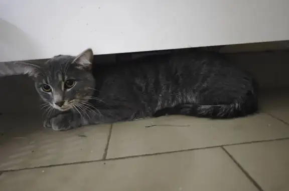 Найдена кошка, Нижний Новгород, фото: Найдена кошка, проспект Кораблестроителей, 50 к1, Нижний Новгород - ухоженная, метис шотландец + дворовый