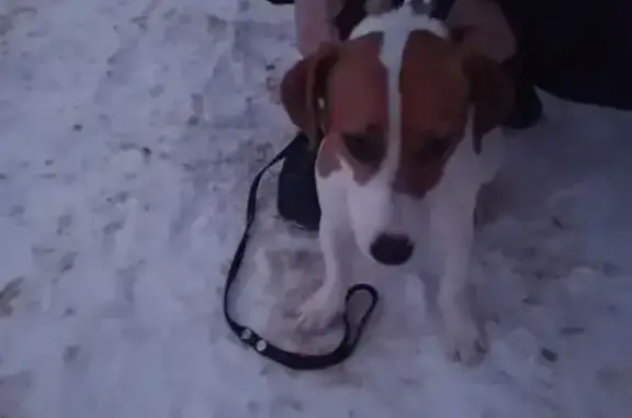 Найдена собака, Сафоново, фото: Найден собака, Красногвардейская улица, 17, Сафоново - Джек Рассел с красным ошейником