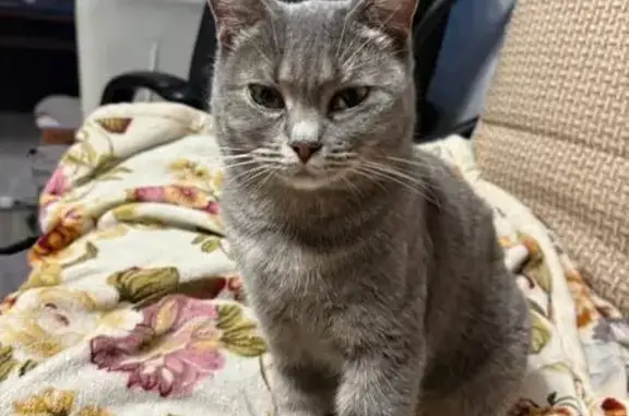 Пропала кошка, Халтуринский переулок, 214, Ростов-на-Дону - небольшая и пугливая - photo