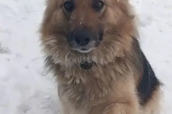 Пропала собака, Производственная улица, 9А, Октябрьский - немецкая овчарка, очень доброжелательная - photo