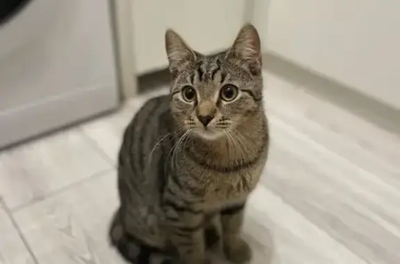 Пропал кот, улица Пионерстроя, 12, Санкт-Петербург - убежал в зону подвала - photo