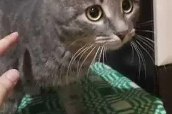 Найдена кошка, Челябинск, фото: Найдена кошка, улица Блюхера, 44, Челябинск - серый с тёмными пятнышками