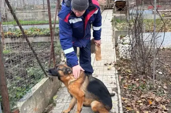 Пропала собака, Красноглинское шоссе, Самара - немецкая овчарка, дружелюбна - photo