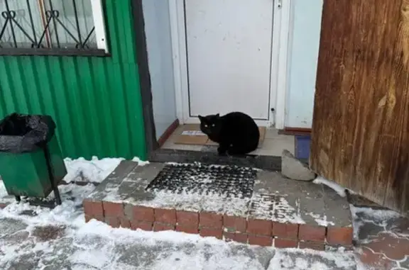 Объявления о пропавших и найденных животных, Нижний Тагил, фото: Найдена кошка, улица Стрелочников, Нижний Тагил - полностью чёрная шерсть