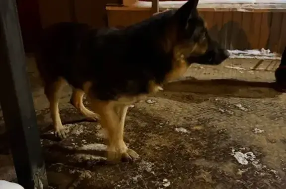 Найдена собака, Истра, фото: Найдена собака, улица Ленина, 6, Истра - немецкая овчарка, девочка