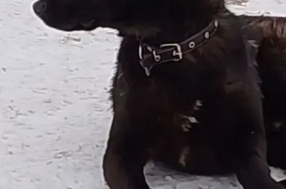 Найденные животные Междуреченск, фото: Найдена собака, проспект Шахтёров, 21, Междуреченск - ждёт на остановке Западный Универсам