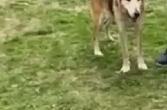 Пропала собака, женская, Махошевское сельское поселение, Краснодарский край - русская гончая с GPS ошейником - photo