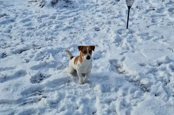 Пропал собака, Центральная улица, Южный - гладкошёрстный, белый с рыжими пятнами - photo