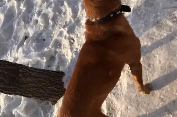 Найдена собака, Благовещенск, фото: Найден собака, мужской, Пионерская улица, 151, Благовещенск
