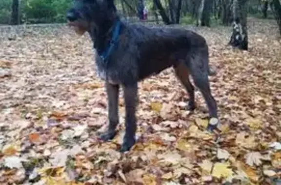 Собаки потеряшки, Москва, фото: Потеряшка собака, мужской, улица Островитянова, Москва