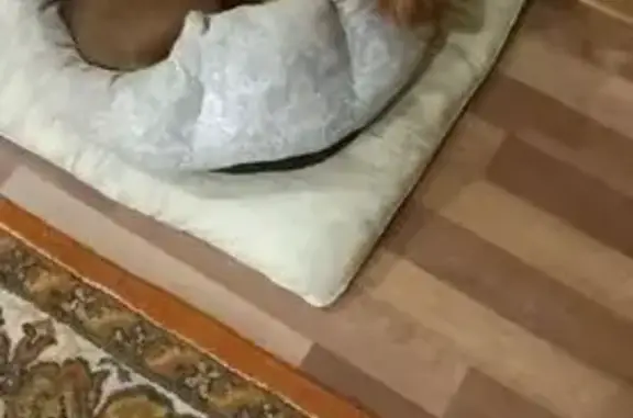 Пропала собака, Девонская улица, Нижняя Мактама - коричневый окрас - photo