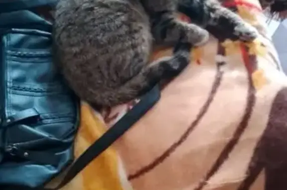 Объявления о пропавших и найденных животных, Чита, фото: Найдена кошка, улица Энтузиастов, 17, Чита - полосатая с белым носиком