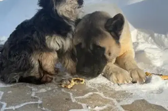 Собаки потеряшки, Ижевск, фото: Потеряшка собака, Пушкинская улица, 214, городской округ Ижевск