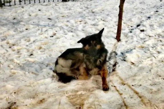 Пропал собака, район Главпочтампа, Саратов - кличка Малыш - photo