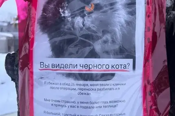 Пропал кот, Бердянская улица, 16, Калининград - photo