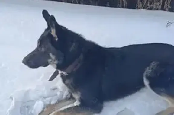 Найдена собака, Бугачёво, фото: Найден собака, Центральная улица, 69, Бугачёво - кобель, помесь восточноевропейской овчарки