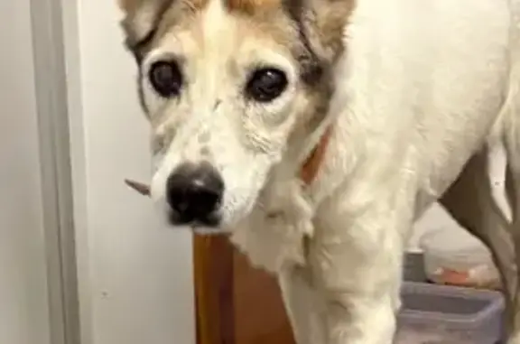 Найдена собака, Калининград, фото: Найдена собака, Каменная улица, 1, Калининград - спокойная и голодная