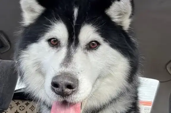 Найденные животные Омск, фото: Найден собака, улица Игоря Мишина, Омск - проблема с верхними зубами