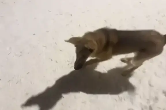 Найдена собака, Екатеринбург, фото: Найдена собака, девочка в оранжевом ошейнике, парк, Екатеринбург