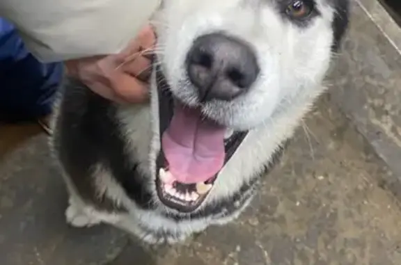 Найденные животные Омск, фото: Найден собака, мужской, улица Свободы, Омск - окрас черно-белый с рыжинкой