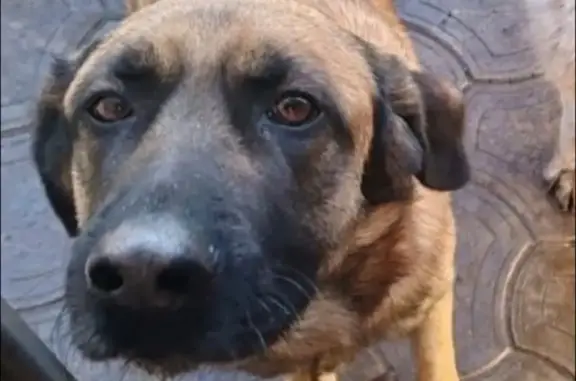 Пропала собака, Пригородный, Оренбургская область - отзывается на кличку Конго - photo