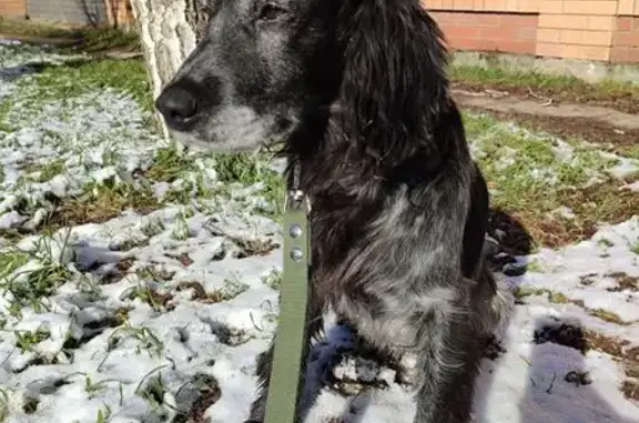 Найдена собака, Краснодар, фото: Найден собака, улица Репина, Краснодар - спаниель в красном ошейнике