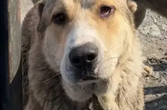 Пропал собака, Хуторская улица, 7, Владивосток - photo