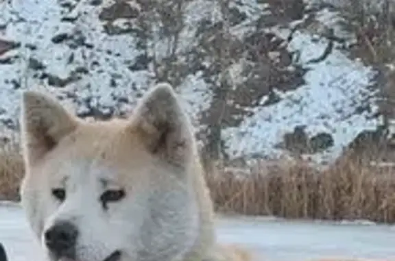 Пропала собака, улица Визирова, 13А, Новочеркасск - Акита Ину по кличке Тика - photo