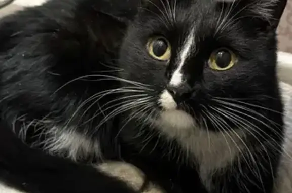 Объявления о пропавших и найденных животных, Улан-Удэ, фото: Найдена кошка, Ключевская улица, 54В, Улан-Удэ - черно-белая, худенькая