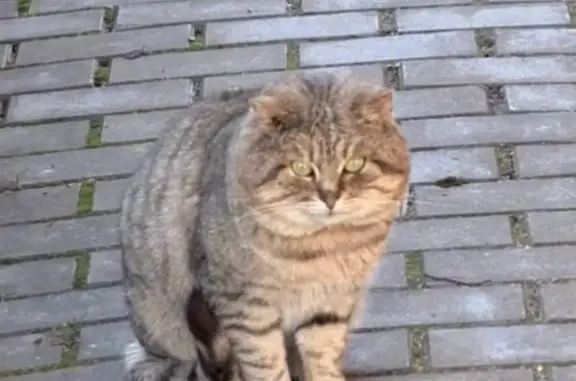 Пропал кот, Советская улица, Бронницы - коротколапый, камышового окраса - photo