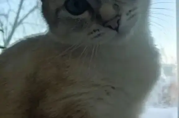 Пропал кот, улица Карла Маркса, 64, Туринск - белый, серый, чёрный - photo