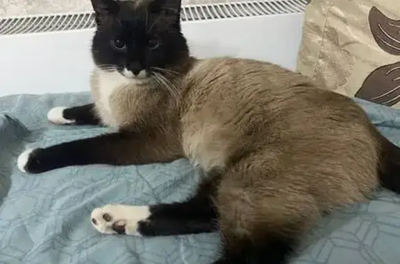 Найдена кошка, Сургут, фото: Найден кот, Аэрофлотская улица, городской округ Сургут - не пугливый и спокойный