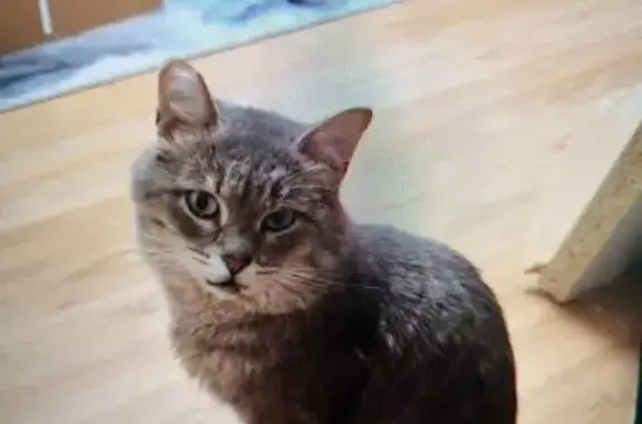 Пропал кот, 4-я Районная улица, 5, Уфа - серый окрас, поврежденное ухо - photo