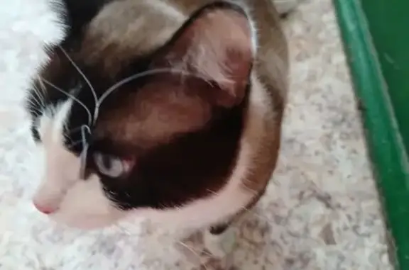 Найдена кошка, Ярославль, фото: Найден кот, улица Серго Орджоникидзе, 3, Ярославль - проблема с глазками