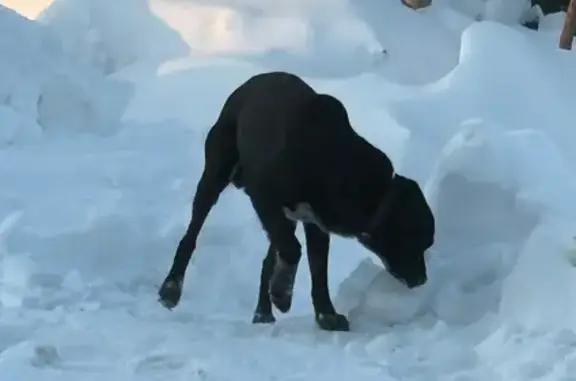 Найдена собака, Нижний Новгород, фото: Найден собака, Нижний Новгород, Нижегородская область - чёрно-белые пятнышки, кожаный ошейник
